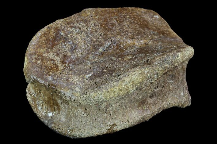 Hadrosaur Foot Bone - Alberta (Disposition #-) #100523